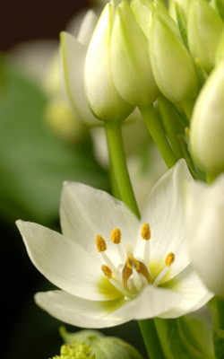 Einer der Bachblüten: Stern von Bethlehem